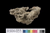 藏品(石灰岩)的圖片